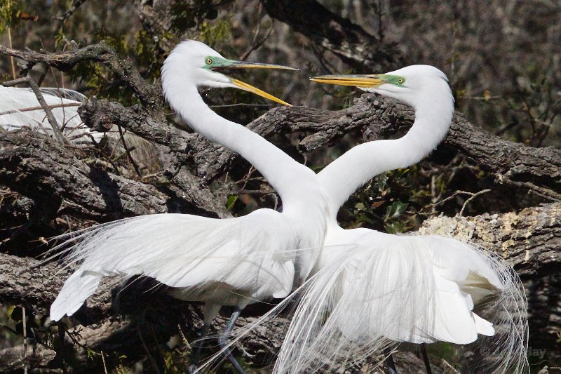  V3D1576 - Version 2 (1)